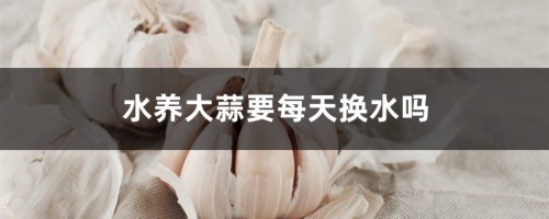 水养大蒜要每天换水吗