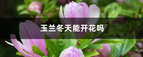 玉兰冬天能开花吗